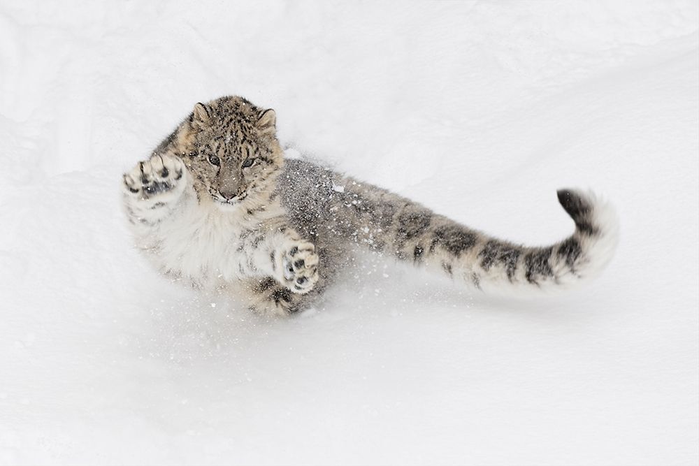 Snow leopard-Panthera uncia controlled situation-Montana